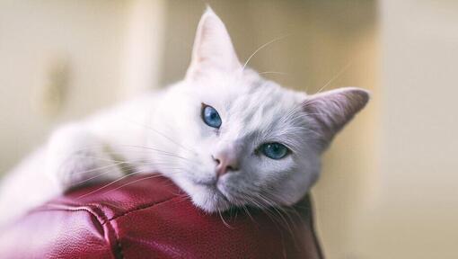 White cat with cheap blue eyes breed